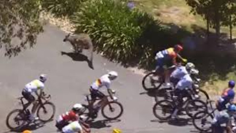 Cicliștii participanți la Turul Down Under din Australia, atacați de canguri agresivi. Imaginile sunt virale