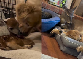 Un pui de căprioară salvat de pe stradă a fost „adoptat” de un câine. Povestea lor e demnă de un basm