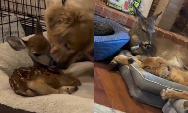 Un pui de căprioară salvat de pe stradă a fost „adoptat” de un câine. Povestea lor e demnă de un basm