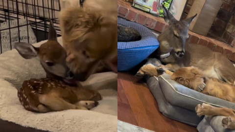 Un pui de căprioară salvat de pe stradă a fost „adoptat” de un câine. Povestea lor e demnă de un basm
