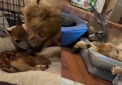 Un pui de căprioară salvat de pe stradă a fost „adoptat” de un câine. Povestea lor e demnă de un basm