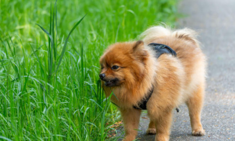 De ce câinele tău mănâncă iarbă? Cele 4 explicații ale veterinarilor și semnele care ar trebui să te îngrijoreze