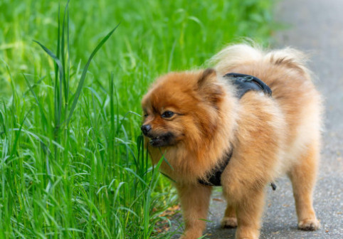 De ce câinele tău mănâncă iarbă? Cele 4 explicații ale veterinarilor și semnele care ar trebui să te îngrijoreze