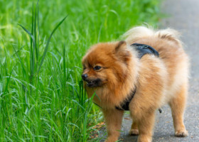 De ce câinele tău mănâncă iarbă? Cele 4 explicații ale veterinarilor și semnele care ar trebui să te îngrijoreze