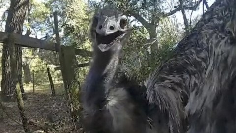 Polițist din Florida, viral după ce a „arestat” un emu fugar pe șosea: „N-am mai încătușat niciodată o pasăre”