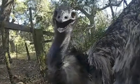 Polițist din Florida, viral după ce a „arestat” un emu fugar pe șosea: „N-am mai încătușat niciodată o pasăre”