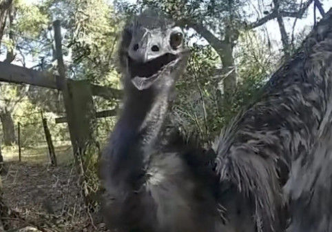 Polițist din Florida, viral după ce a „arestat” un emu fugar pe șosea: „N-am mai încătușat niciodată o pasăre”