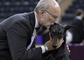 Un doberman, câştigătorul celebrei competiţii Westminster Kennel Club. 3000 de câini au fost înscriși în concurs