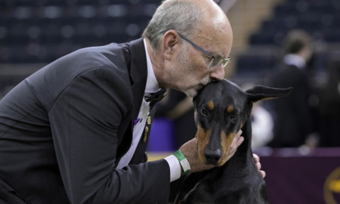 Un doberman, câştigătorul celebrei competiţii Westminster Kennel Club. 3000 de câini au fost înscriși în concurs