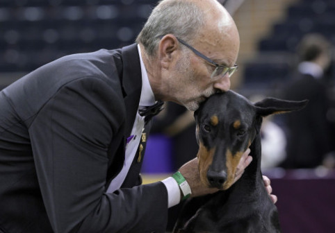 Un doberman, câştigătorul celebrei competiţii Westminster Kennel Club. 3000 de câini au fost înscriși în concurs