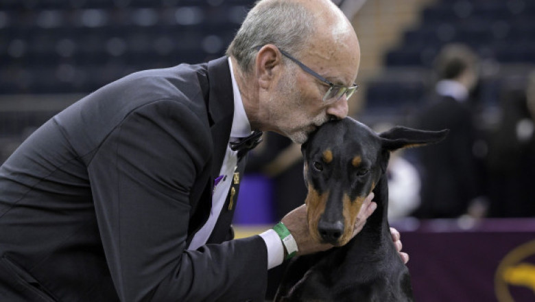 Un doberman, câştigătorul celebrei competiţii Westminster Kennel Club. 3000 de câini au fost înscriși în concurs