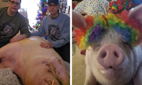 Doi bărbați au salvat un porc și l-au învățat să folosească toaleta: „Îl iubim, nu este animalul nostru de companie, este fiul nostru”
