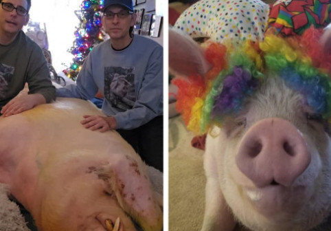 Doi bărbați au salvat un porc și l-au învățat să folosească toaleta: „Îl iubim, nu este animalul nostru de companie, este fiul nostru”