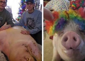Doi bărbați au salvat un porc și l-au învățat să folosească toaleta: „Îl iubim, nu este animalul nostru de companie, este fiul nostru”