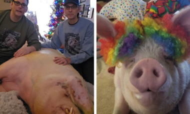 Doi bărbați au salvat un porc și l-au învățat să folosească toaleta: „Îl iubim, nu este animalul nostru de companie, este fiul nostru”