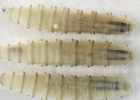 Panică în rândul fermierilor. Viermele carnivor care amenință culturile și animalele