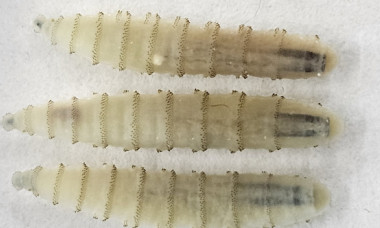 Panică în rândul fermierilor. Viermele carnivor care amenință culturile și animalele