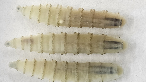 Panică în rândul fermierilor. Viermele carnivor care amenință culturile și animalele