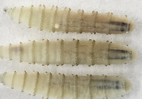 Panică în rândul fermierilor. Viermele carnivor care amenință culturile și animalele