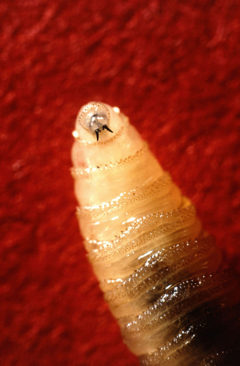 Cochliomyia hominivorax/ Profimedia