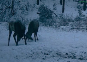 Doi cerbi tineri, filmaţi când îşi încearcă forţa coarnelor într-o pădure administrată de Ocolul Silvic Mălini. Imaginile sunt virale