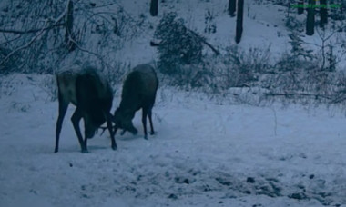 Doi cerbi tineri, filmaţi când îşi încearcă forţa coarnelor într-o pădure administrată de Ocolul Silvic Mălini. Imaginile sunt virale