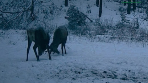 Doi cerbi tineri, filmaţi când îşi încearcă forţa coarnelor într-o pădure administrată de Ocolul Silvic Mălini. Imaginile sunt virale