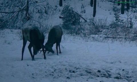 Doi cerbi tineri, filmaţi când îşi încearcă forţa coarnelor într-o pădure administrată de Ocolul Silvic Mălini. Imaginile sunt virale