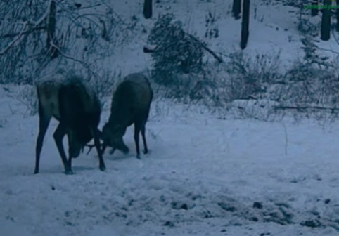 Doi cerbi tineri, filmaţi când îşi încearcă forţa coarnelor într-o pădure administrată de Ocolul Silvic Mălini. Imaginile sunt virale