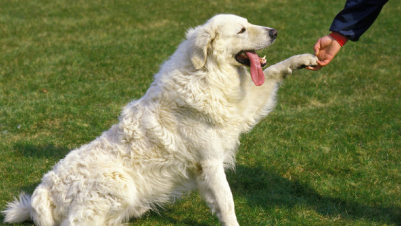 Trucul simplu care îți face câinele să vină de fiecare dată când îl chemi. Puțini stăpâni îl cunosc