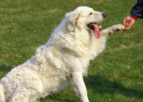 Trucul simplu care îți face câinele să vină de fiecare dată când îl chemi. Puțini stăpâni îl cunosc