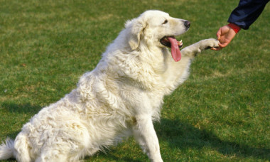 Trucul simplu care îți face câinele să vină de fiecare dată când îl chemi. Puțini stăpâni îl cunosc