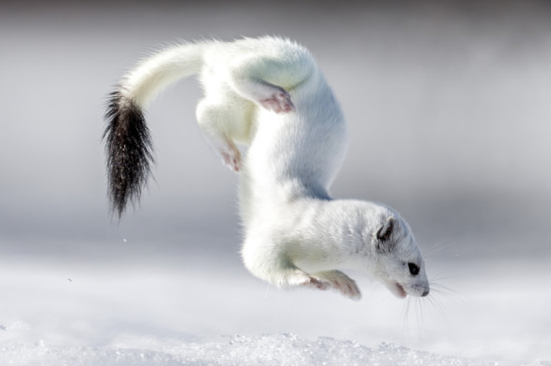 Tina, mascota de la Jocurile Olimpic de iarnă/ Profimedia