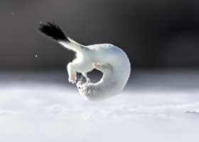 Tina, mascota de la Jocurile Olimpic de iarnă, surprinsă în timpul unor acrobații. Imaginile rare cu micuța hermină au devenit virale