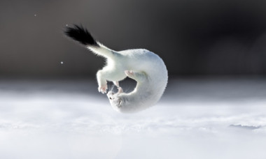 Tina, mascota de la Jocurile Olimpic de iarnă, surprinsă în timpul unor acrobații. Imaginile rare cu micuța hermină au devenit virale