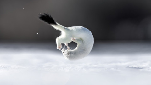 Tina, mascota de la Jocurile Olimpic de iarnă, surprinsă în timpul unor acrobații. Imaginile rare cu micuța hermină au devenit virale