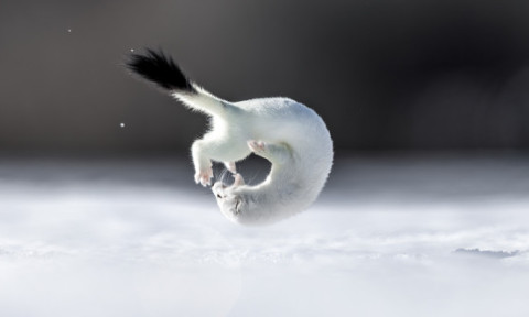 Tina, mascota de la Jocurile Olimpic de iarnă, surprinsă în timpul unor acrobații. Imaginile rare cu micuța hermină au devenit virale