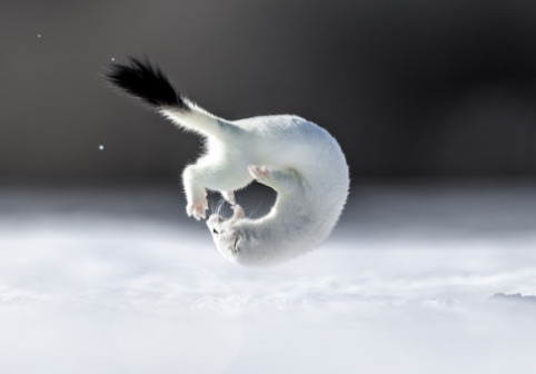 Tina, mascota de la Jocurile Olimpic de iarnă, surprinsă în timpul unor acrobații. Imaginile rare cu micuța hermină au devenit virale