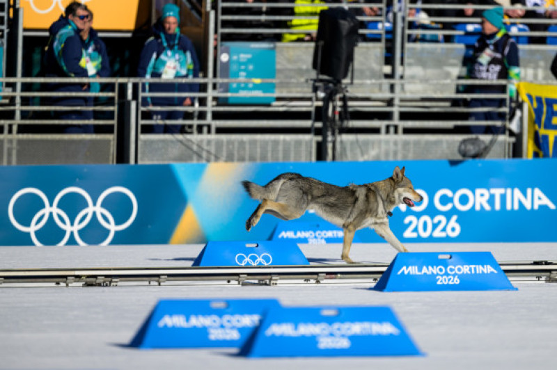 Un câine şi-a făcut apariţia pe pârtia de la Val di Fiemme/ Profimedia
