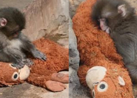 Povestea care a frânt inimile tuturor. Punch, puiul de maimuță abandonat, și-a găsit alinarea într-o jucărie de pluș