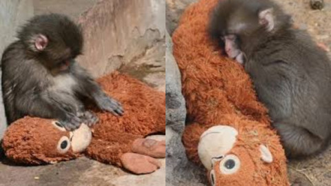 Povestea care a frânt inimile tuturor. Punch, puiul de maimuță abandonat, și-a găsit alinarea într-o jucărie de pluș