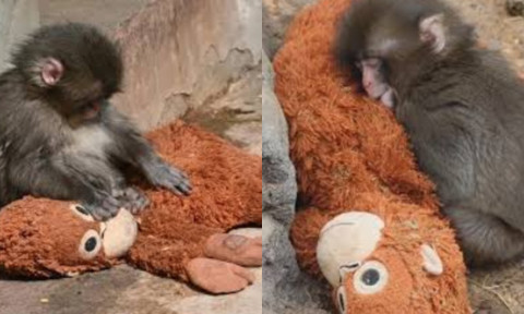 Povestea care a frânt inimile tuturor. Punch, puiul de maimuță abandonat, și-a găsit alinarea într-o jucărie de pluș