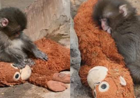 Povestea care a frânt inimile tuturor. Punch, puiul de maimuță abandonat, și-a găsit alinarea într-o jucărie de pluș