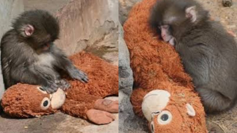 Povestea care a frânt inimile tuturor. Punch, puiul de maimuță abandonat, și-a găsit alinarea într-o jucărie de pluș