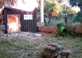 Momentul când o broască țestoasă scapă la limită dintr-un incendiu: „A fost un adevărat miracol”