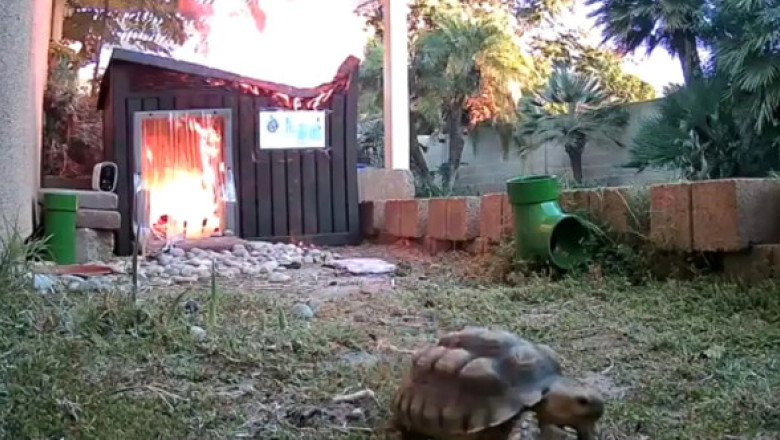 Momentul când o broască țestoasă scapă la limită dintr-un incendiu: „A fost un adevărat miracol”