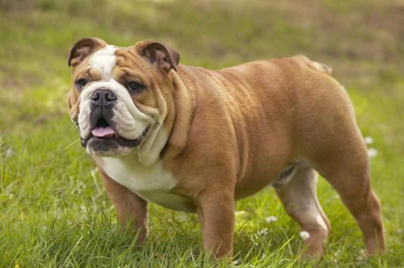 English Bulldog/ Profimedia