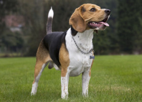 Rase de câini cu cea mai scurtă durată de viață. Una dintre ele adesea nu ajunge nici la 5 ani