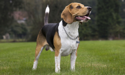 Rase de câini cu cea mai scurtă durată de viață. Una dintre ele adesea nu ajunge nici la 5 ani