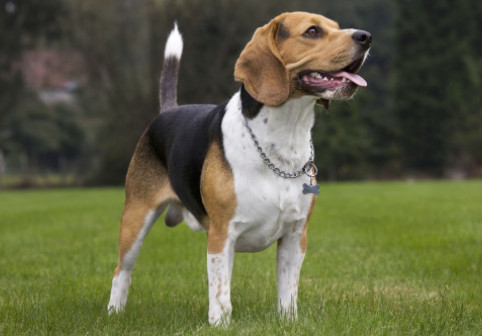 Rase de câini cu cea mai scurtă durată de viață. Una dintre ele adesea nu ajunge nici la 5 ani